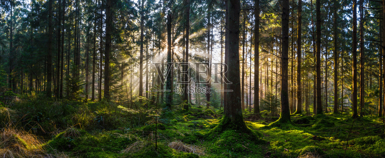 黎明的树林光线照亮了田园诗般的绿色森林全景照片摄影图片