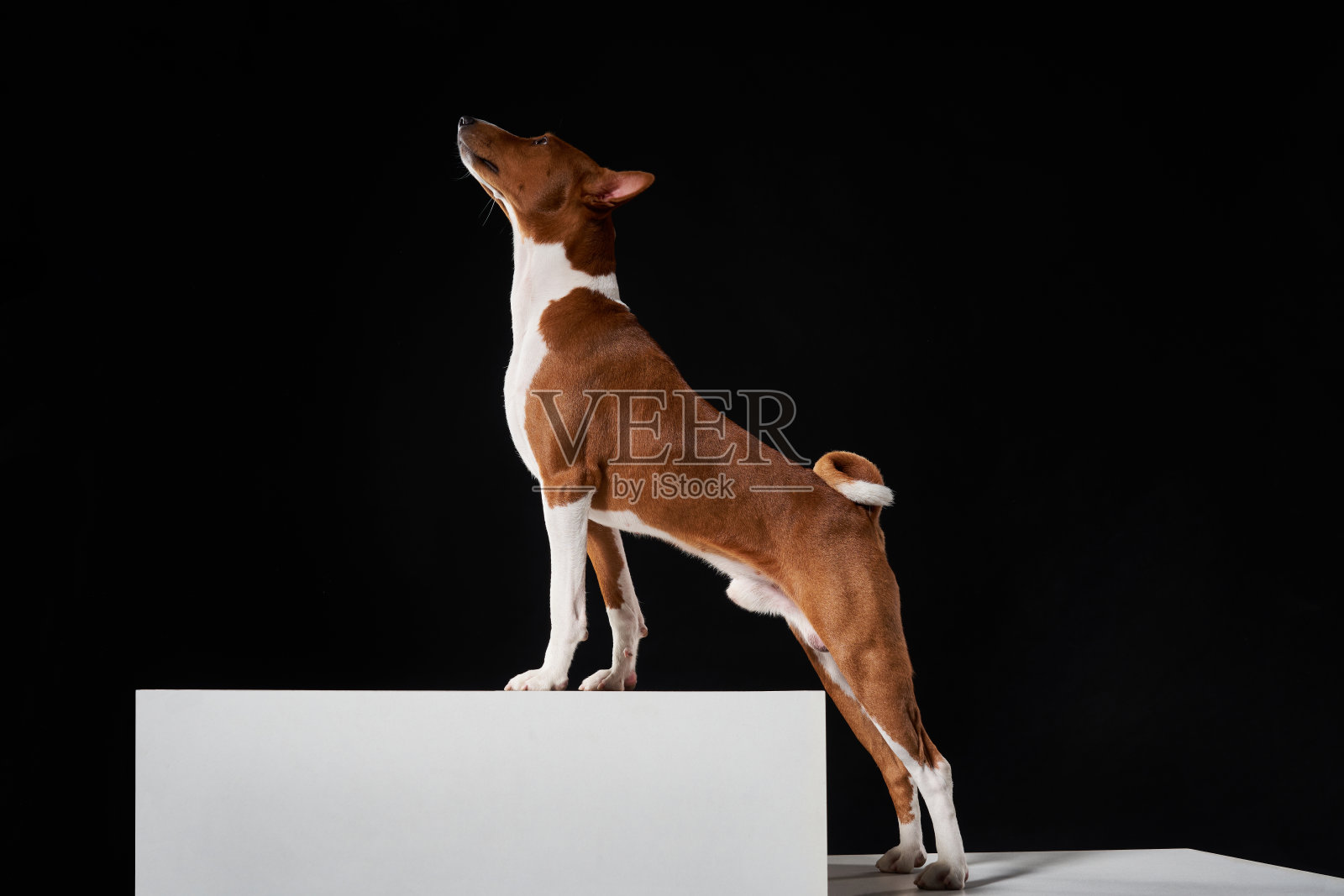 工作室拍摄的巴森基狗站在白色盒子上的侧视图向上看照片摄影图片