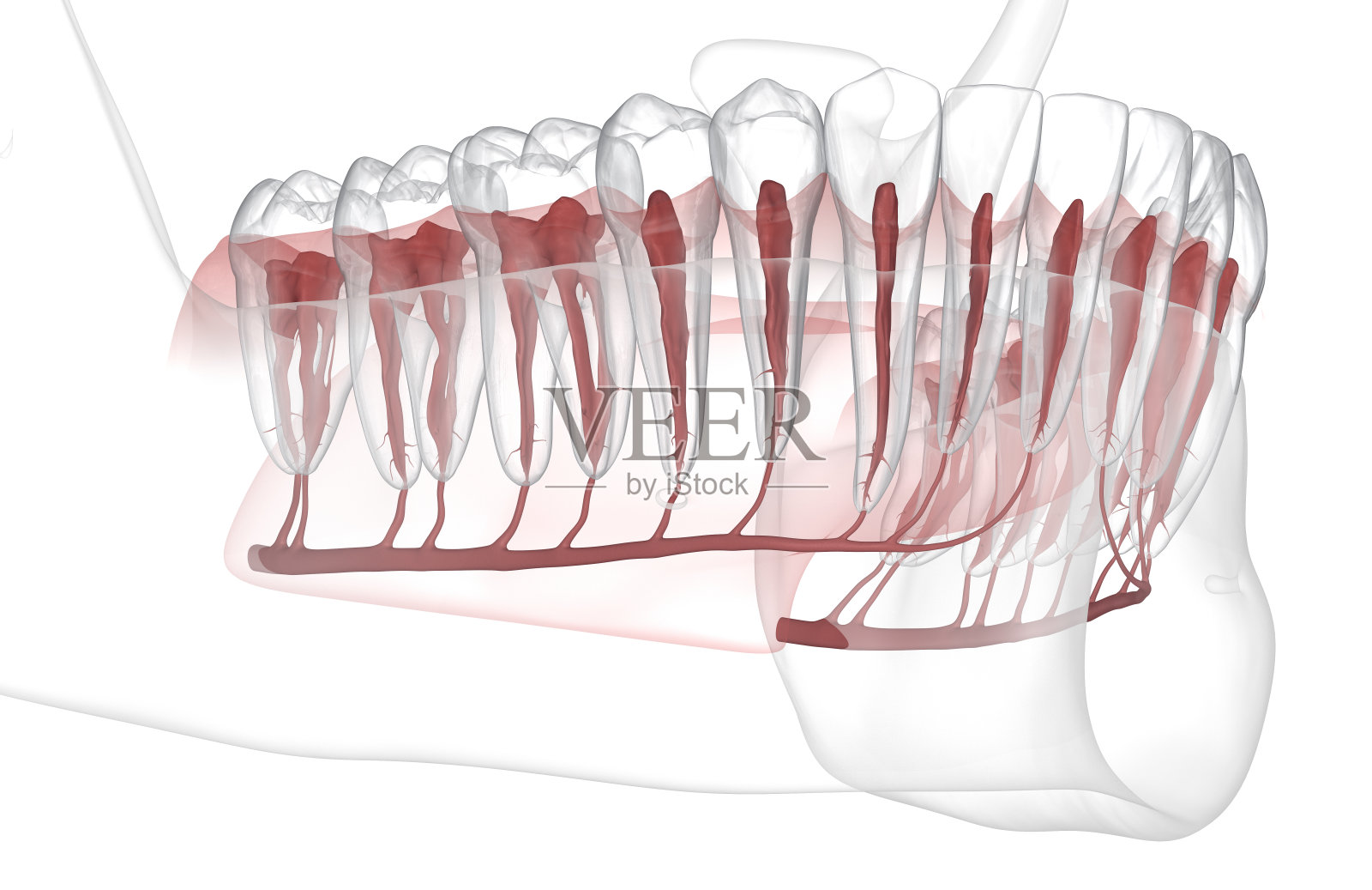 牙根解剖，x光视图。医学上准确的牙科3D插图照片摄影图片