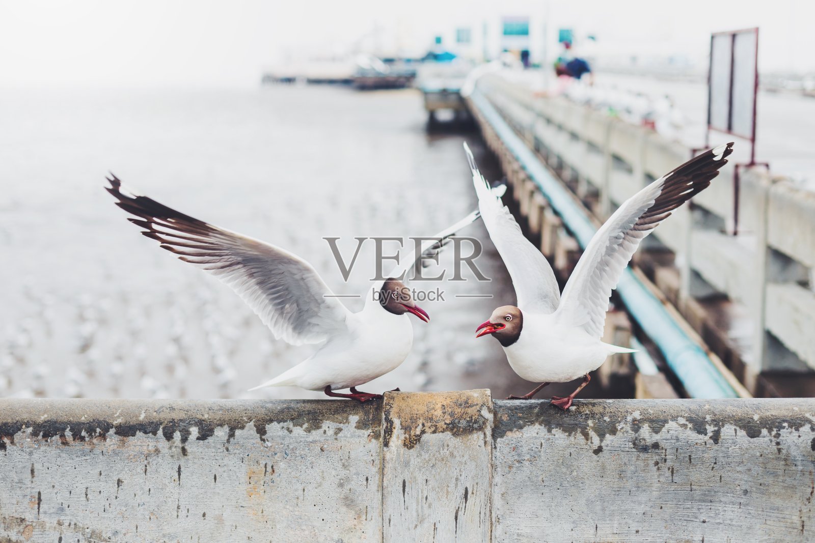 海背景下的桥上海鸥在飞翔。照片摄影图片
