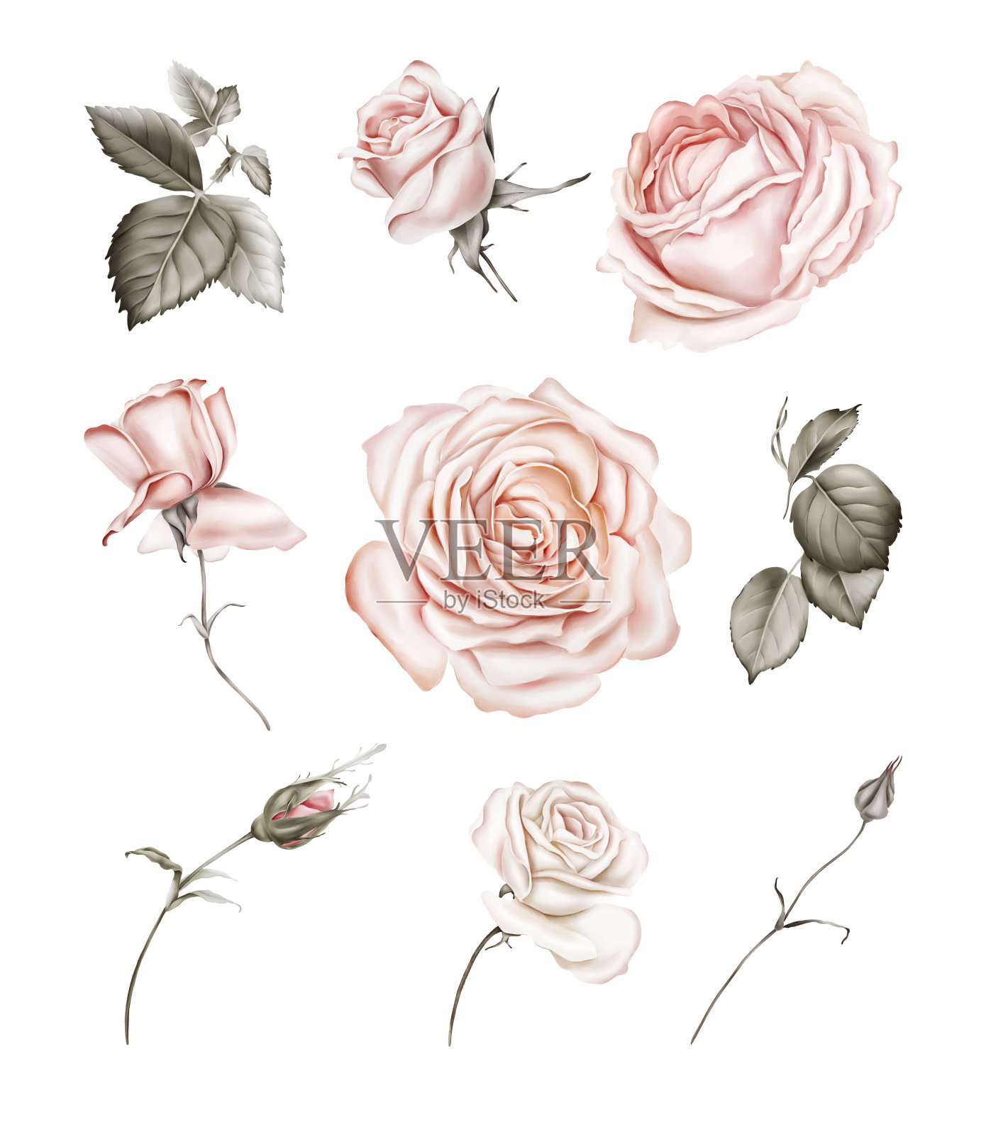 一套玫瑰和树叶创造花的组成插画图片素材