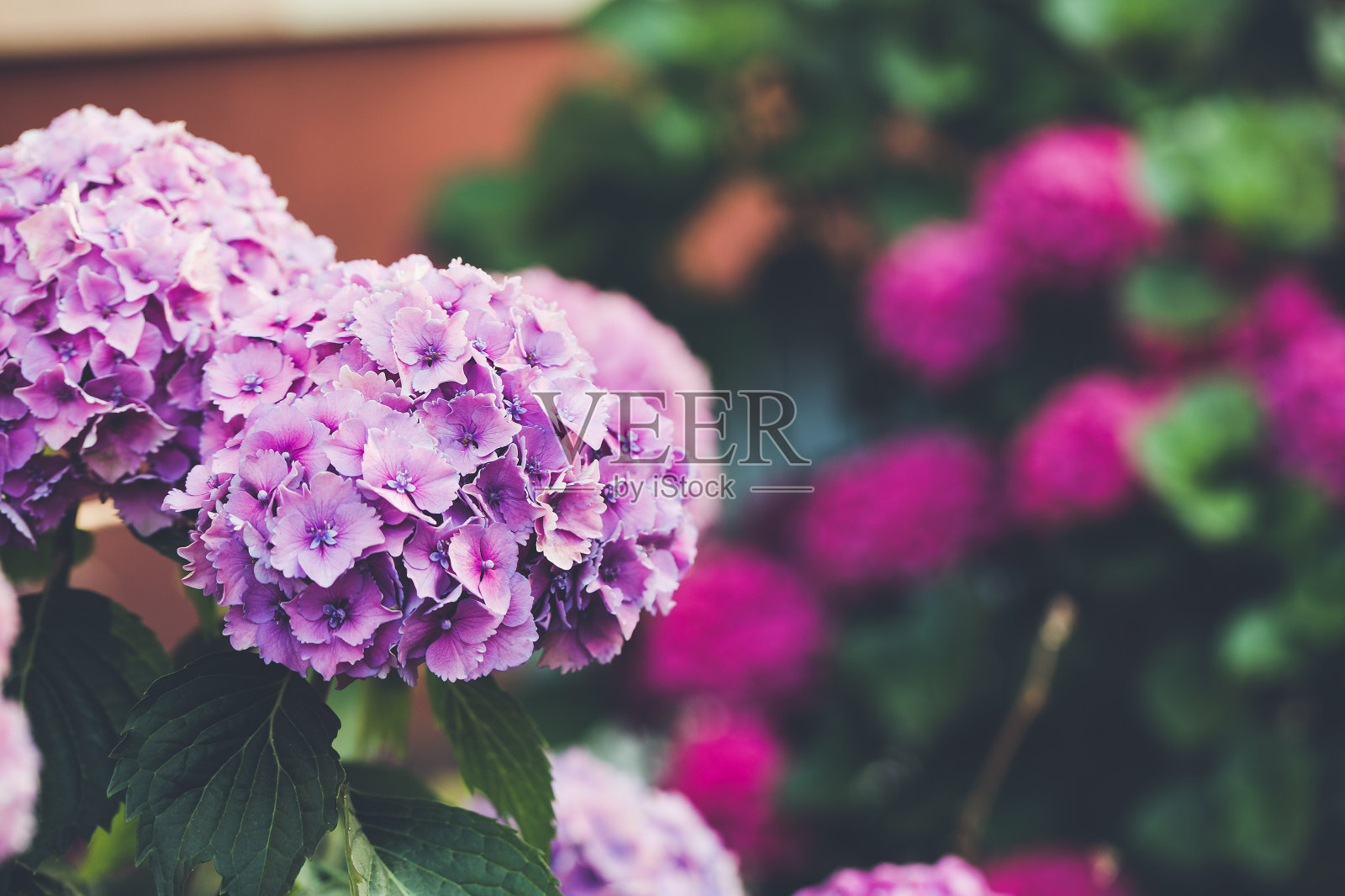 盛开的紫色和粉红色的绣球花或hortensia照片摄影图片
