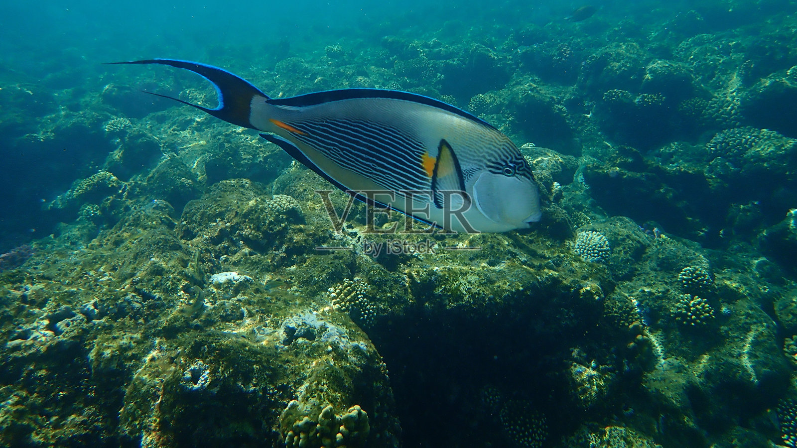 阿拉伯刺尾鱼(阿拉伯刺尾鱼)，在红海照片摄影图片