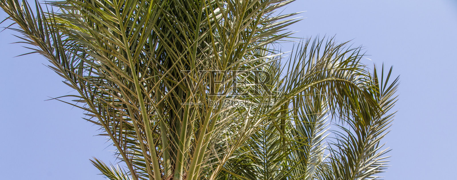 复古棕榈树夏季背景照片摄影图片