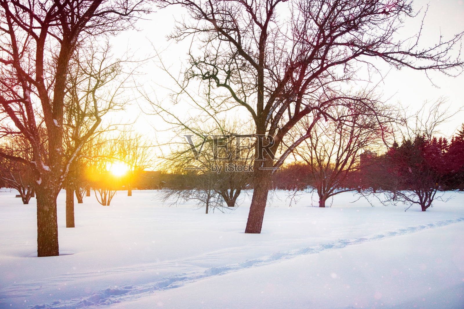 乡村草地冬天的景象在日落与光背光点燃小雪和脚印照片摄影图片
