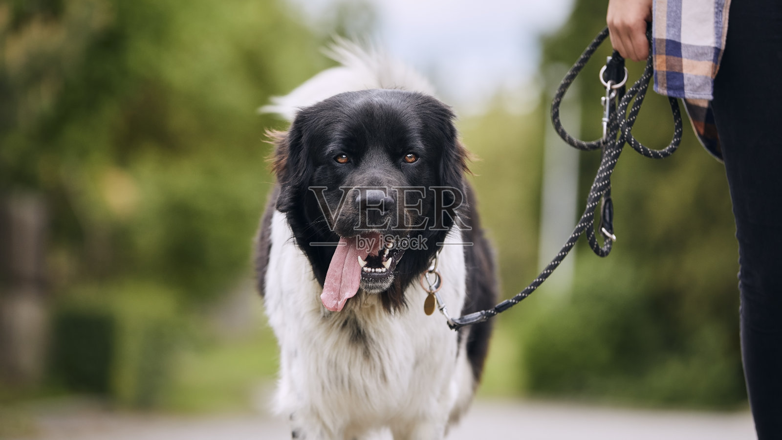 快乐的捷克山地狗在遛狗绳照片摄影图片