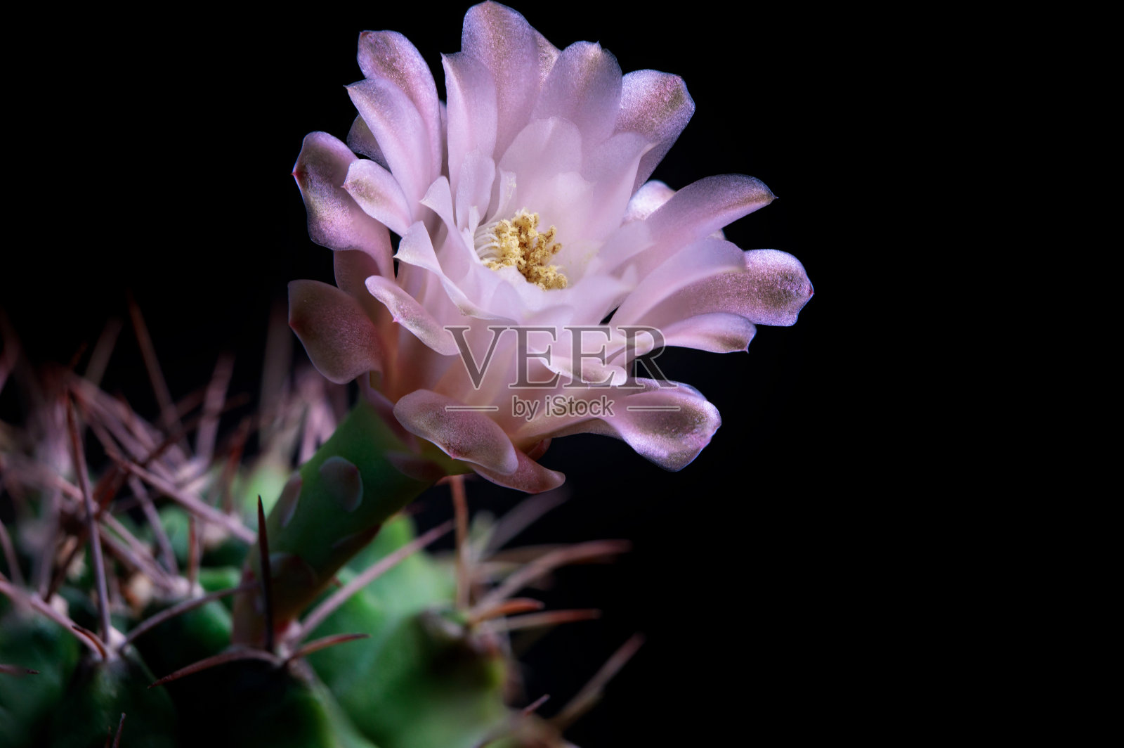 在黑暗的背景下，特写仙人掌的粉红色花朵照片摄影图片