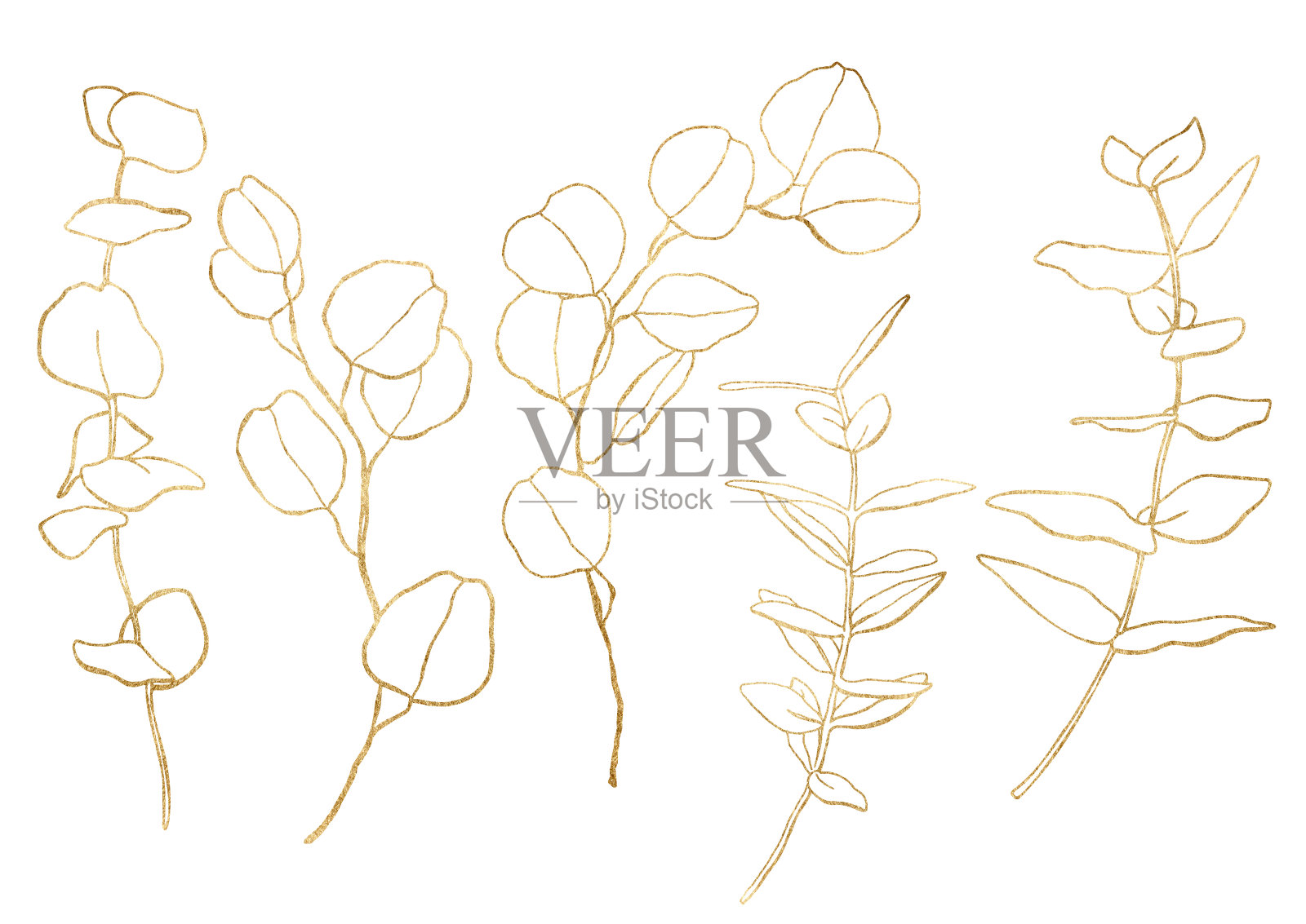 水彩花套金色桉树的树枝，线形的叶子和种子。手绘银元桉树孤立在白色的背景。插图设计，印刷，织物或背景。插画图片素材