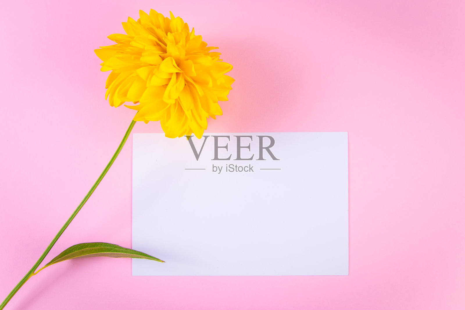 空白贺卡和黄色的花在粉红色的背景。夏天的概念。时尚简约主义。照片摄影图片