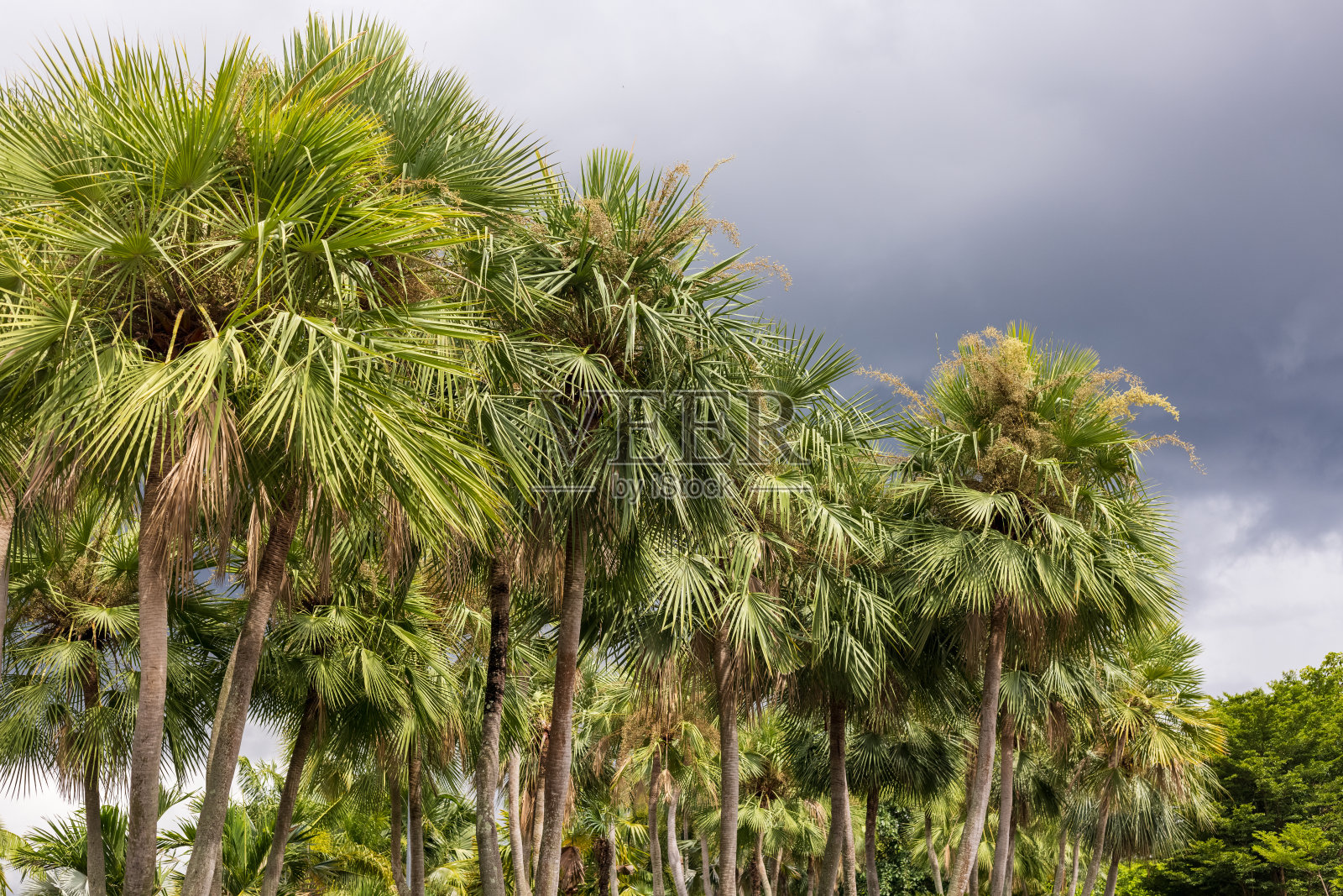棕榈或巴西棕榈，原产于巴西东北部照片摄影图片