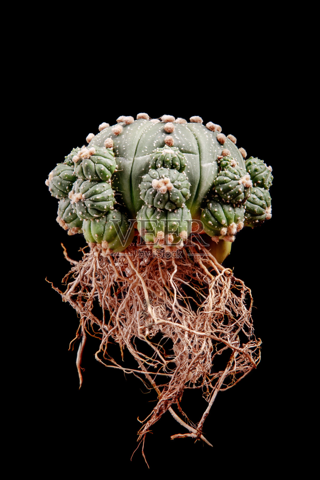 裸根的星形植物asterias仙人掌与幼崽照片摄影图片