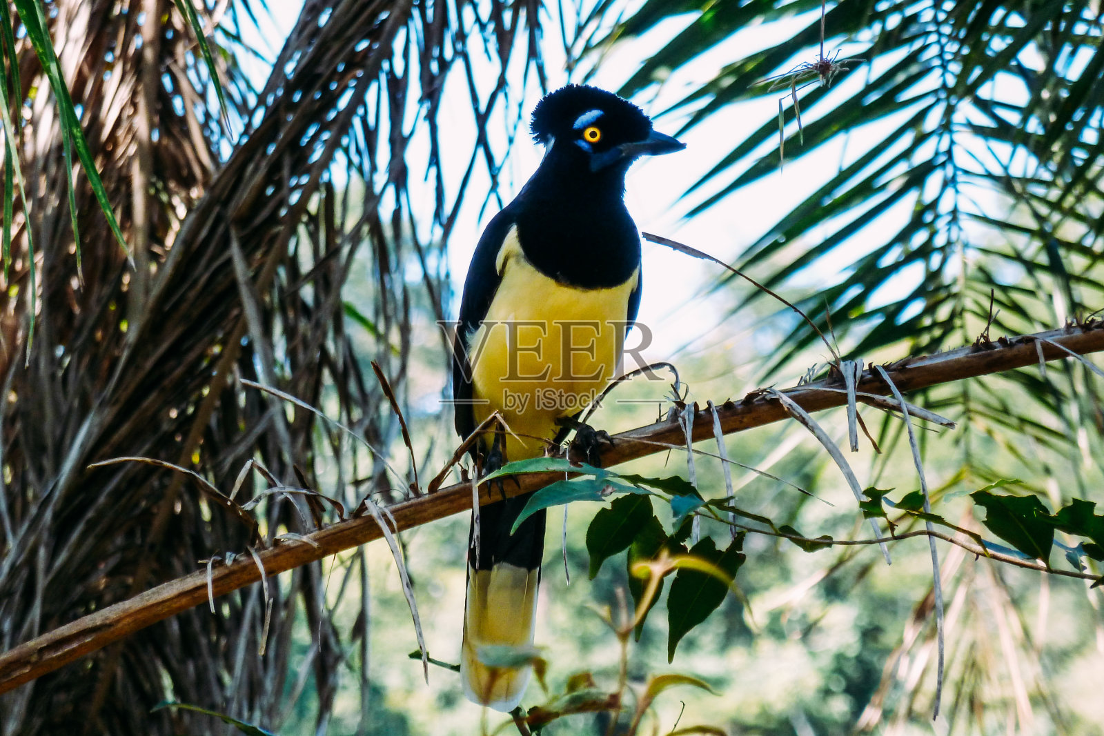 阿根廷一只黑黄相间的鸟栖息在树枝上的特写镜头照片摄影图片