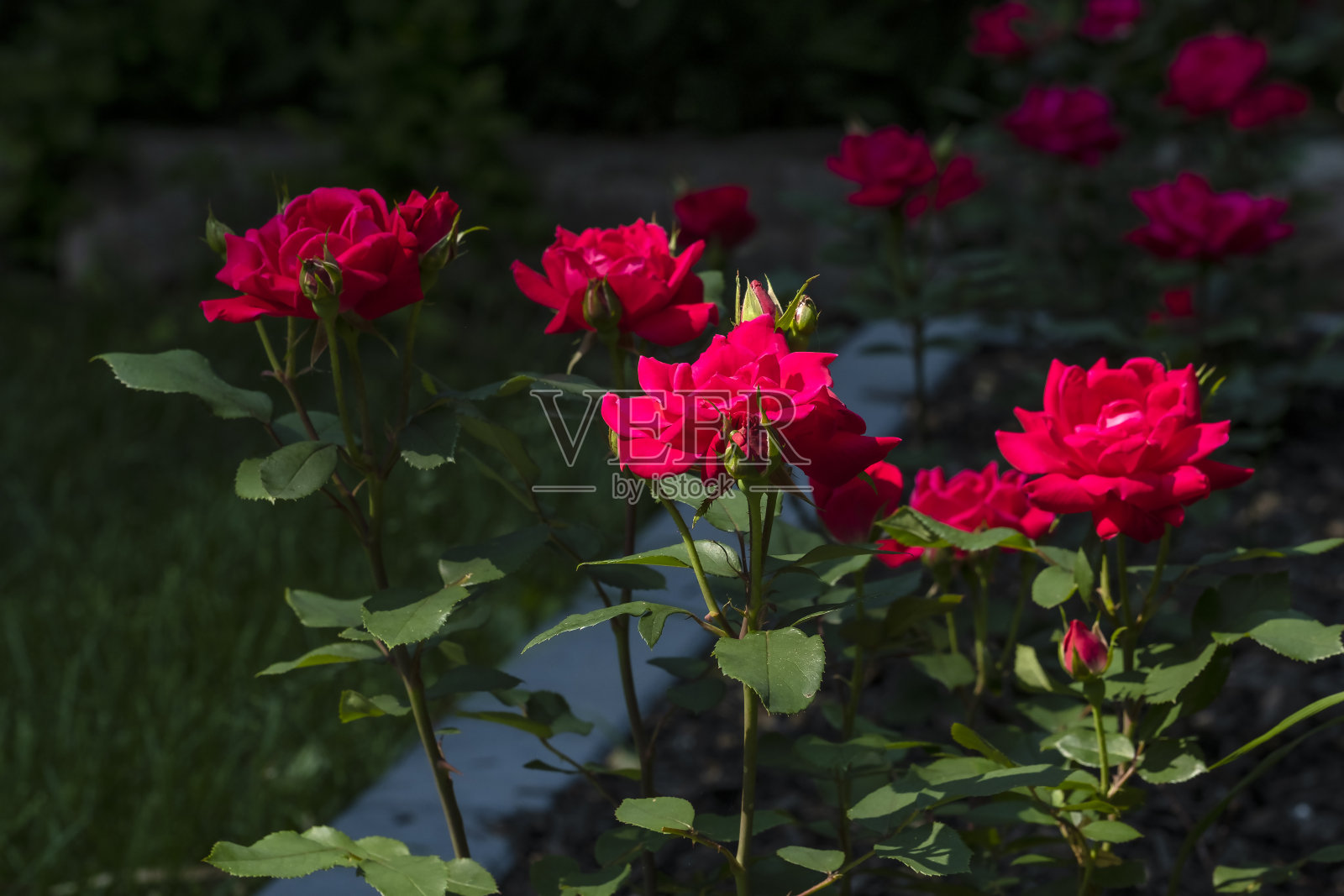 部分点燃的红玫瑰盛开在一个花园与戏剧性的黑色背景照片摄影图片