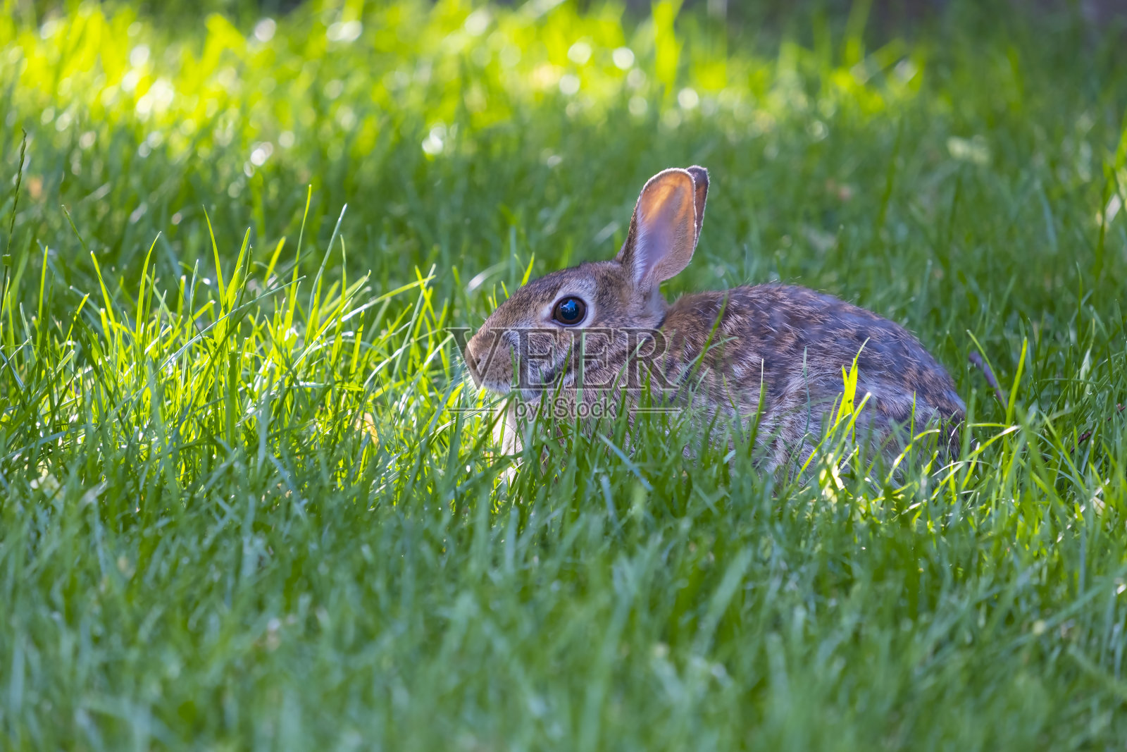 一只东部棉尾兔坐在高草上照片摄影图片