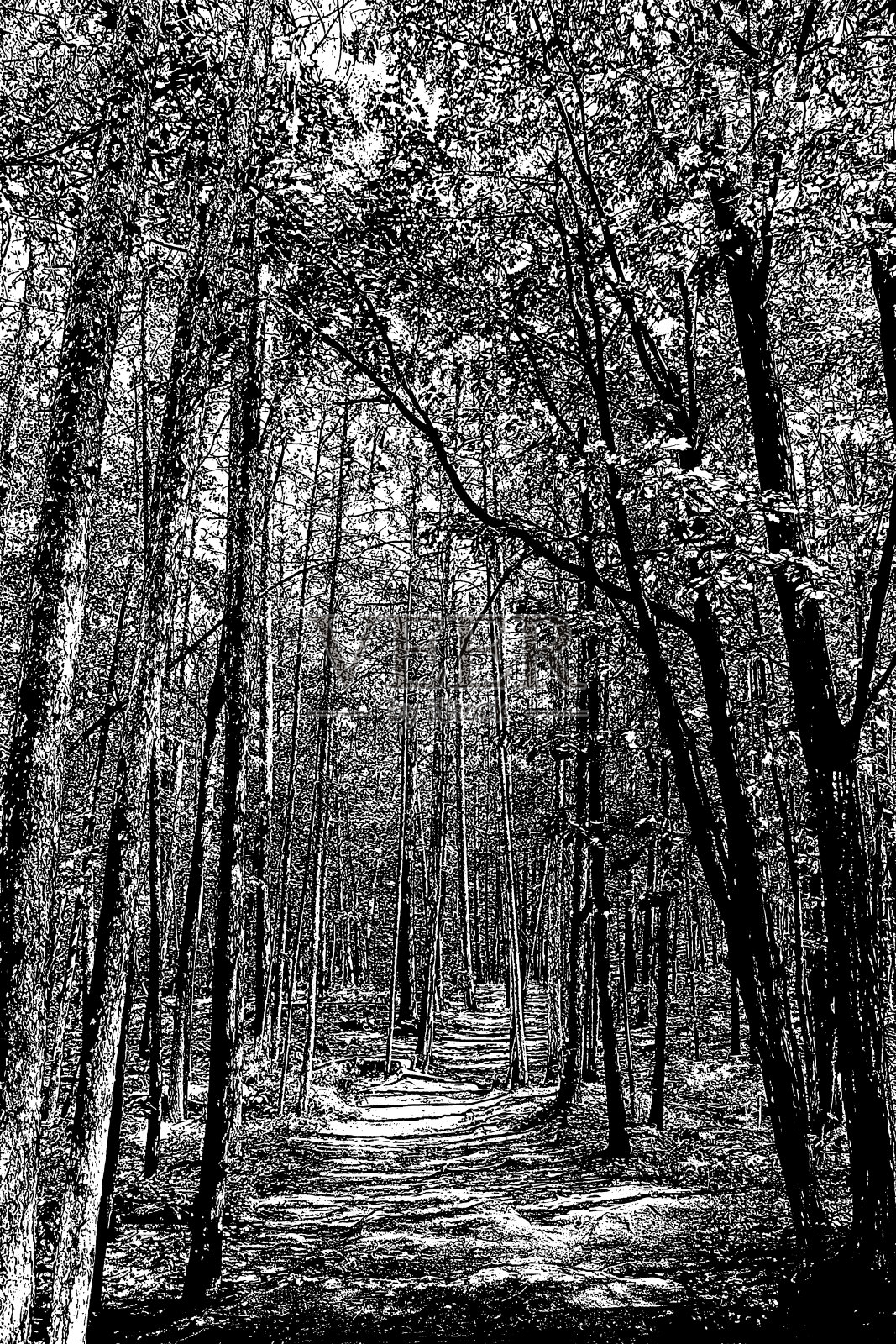 森林小径的中色照片照片摄影图片