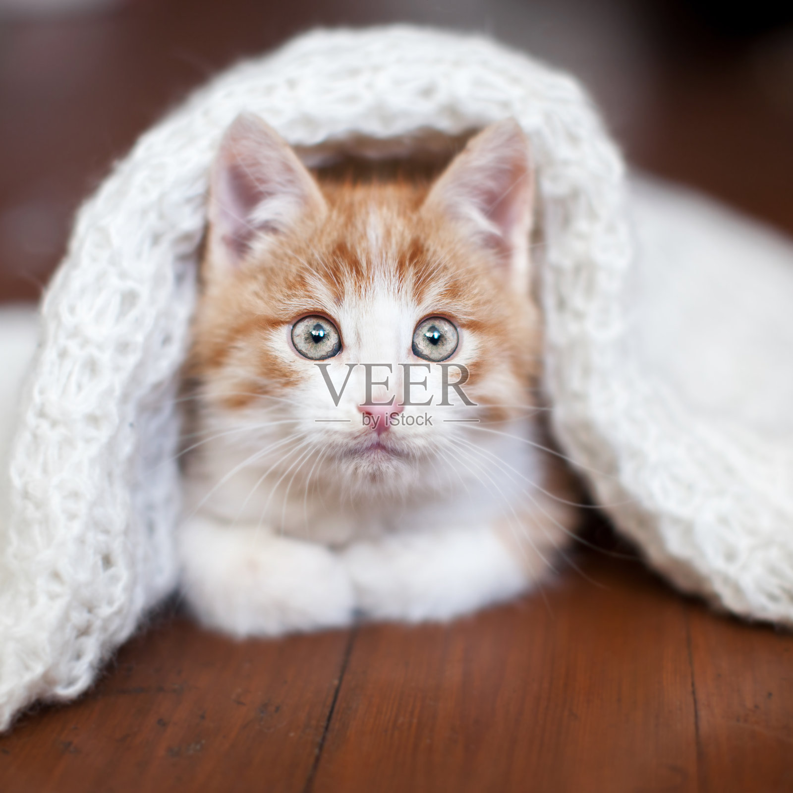 小猫在针织毯子上照片摄影图片