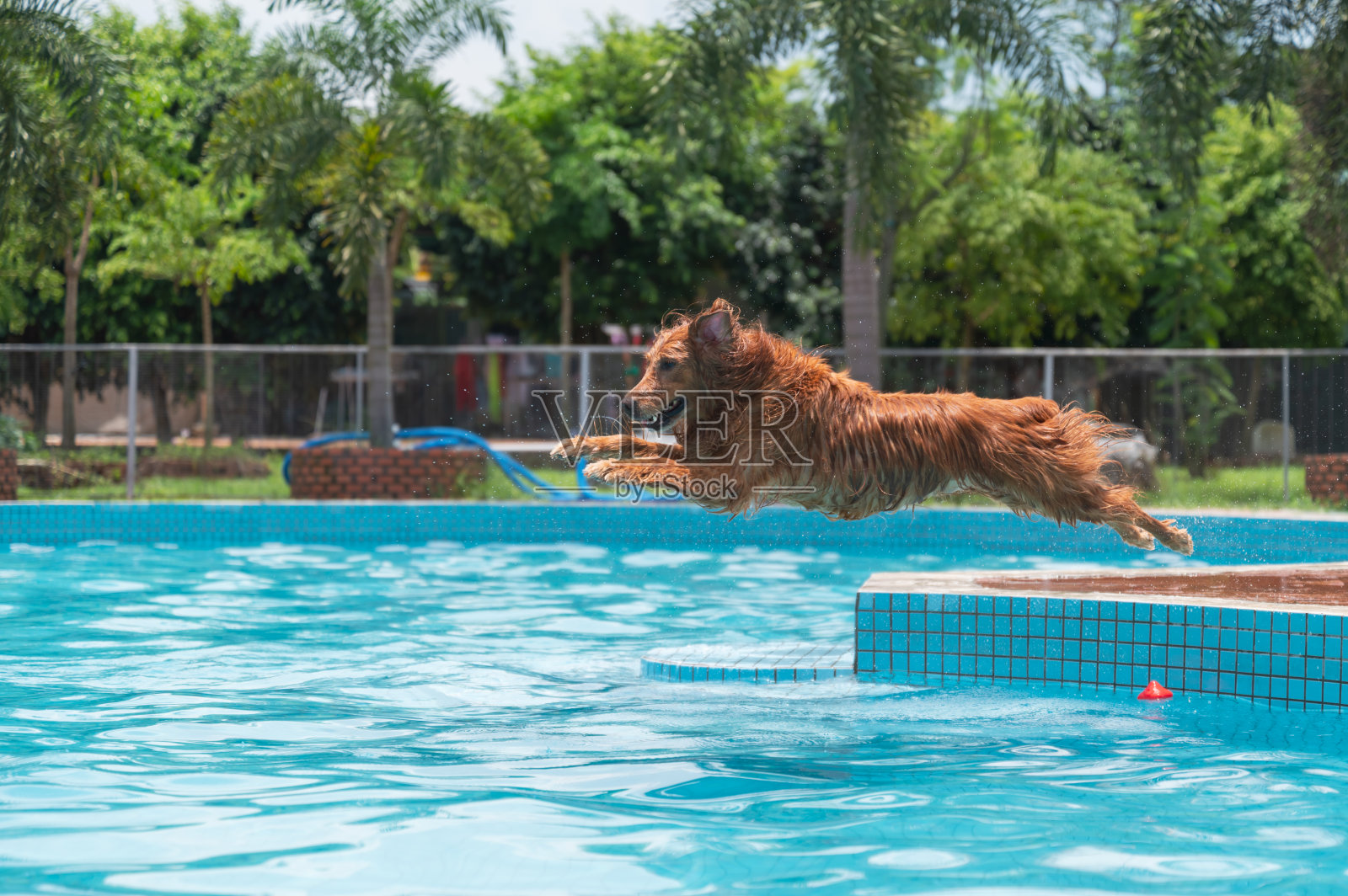 金毛猎犬跳入池中照片摄影图片