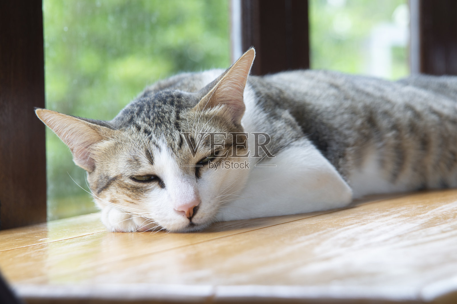 瞌睡的猫躺在房间窗户旁的木柜台上。照片摄影图片