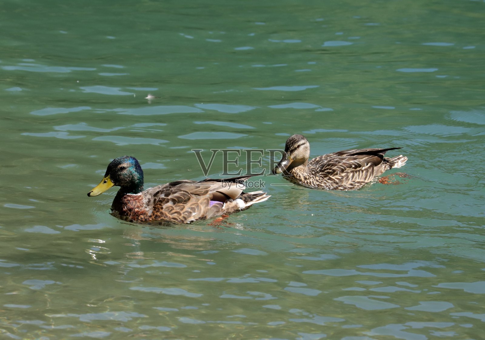 雌鸭和雄鸭在Osttirol, Tyrol，奥地利照片摄影图片