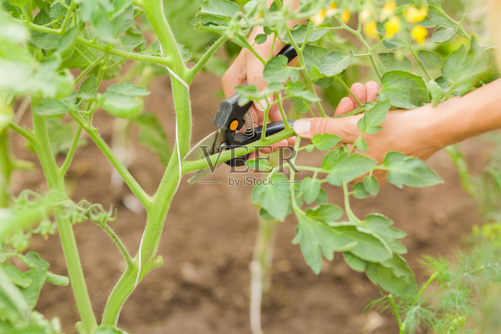 一名年轻的成年妇女手持剪枝夹，正在切温室中的番茄植株的叶茎。特写镜头。照片摄影图片