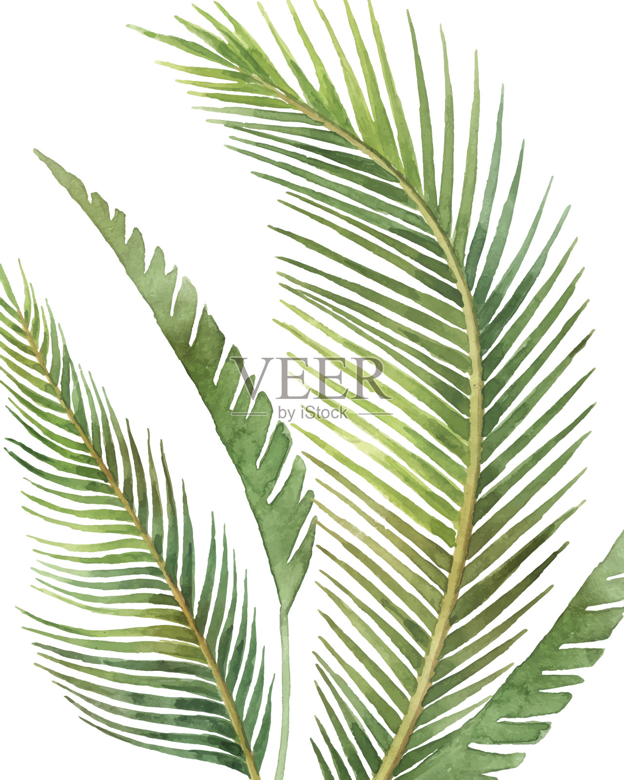 水彩矢量排列的热带叶子孤立在一个白色的背景。手绘插画植物海报，墙壁艺术装饰，贺卡和夏季背景。设计元素图片