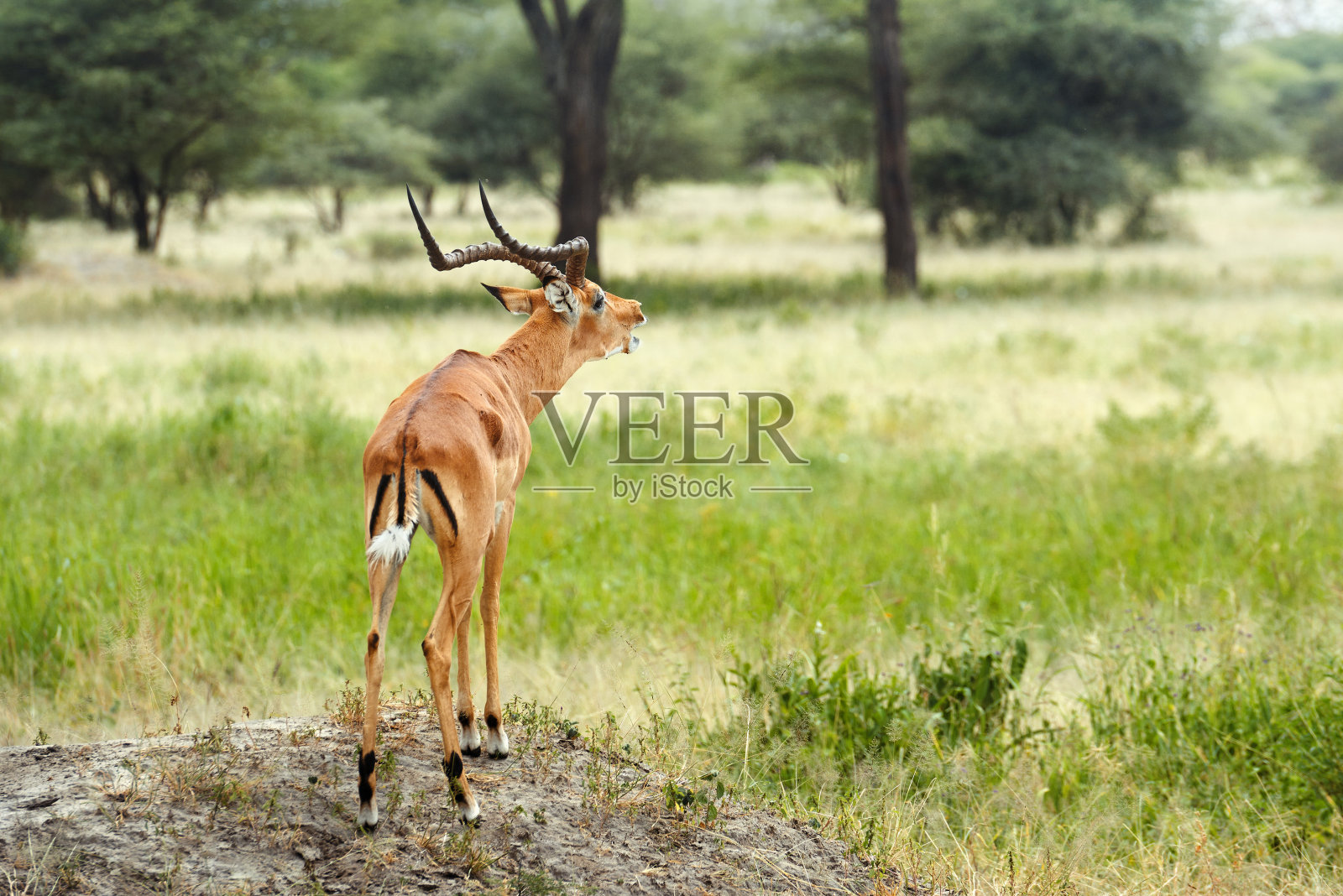 英俊的雄性是黑斑羚，非洲最优雅的羚羊之一。坦桑尼亚的Tarangire国家公园。照片摄影图片