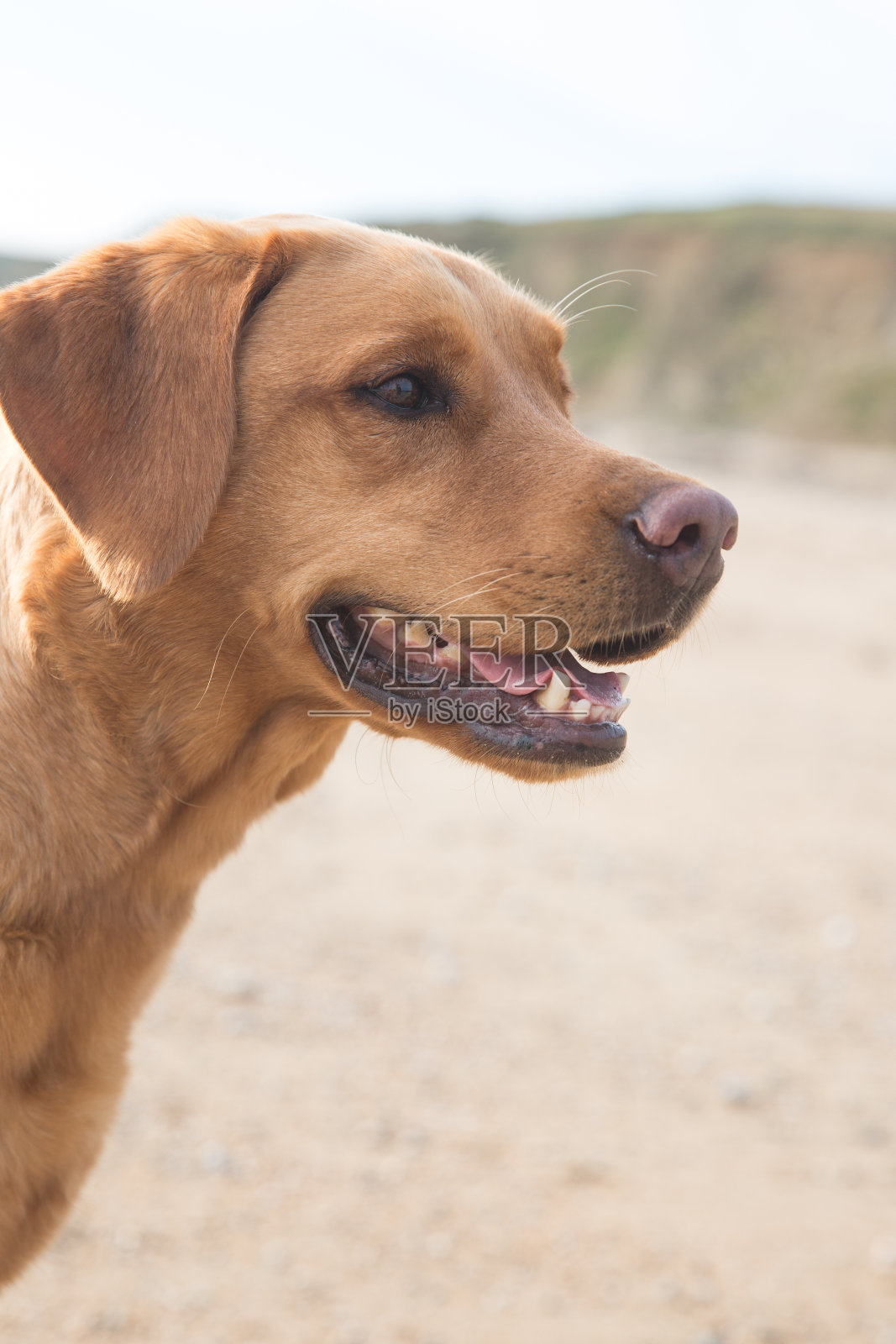 一个拉布拉多寻回犬的近侧面肖像与嘴在海滩上张开照片摄影图片