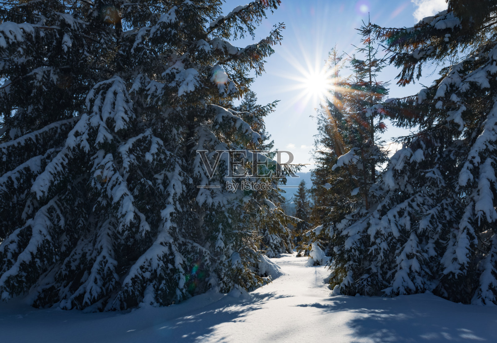 冬季森林迷人的阳光景观照片摄影图片