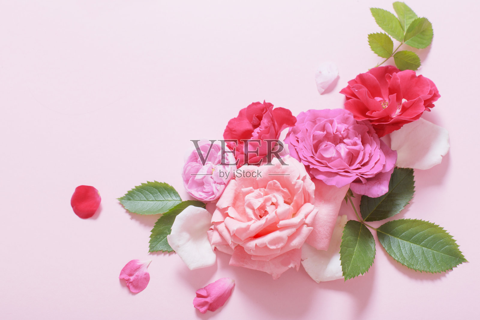 美丽的玫瑰在粉红色的纸背景照片摄影图片
