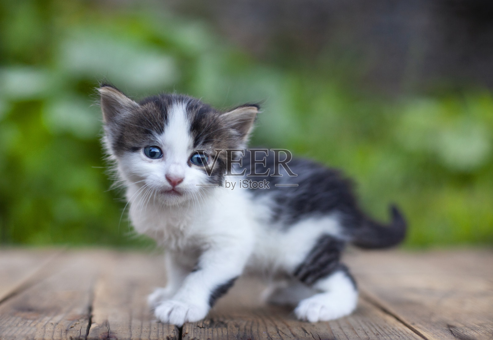 超级可爱的小猫在户外后院散步照片摄影图片