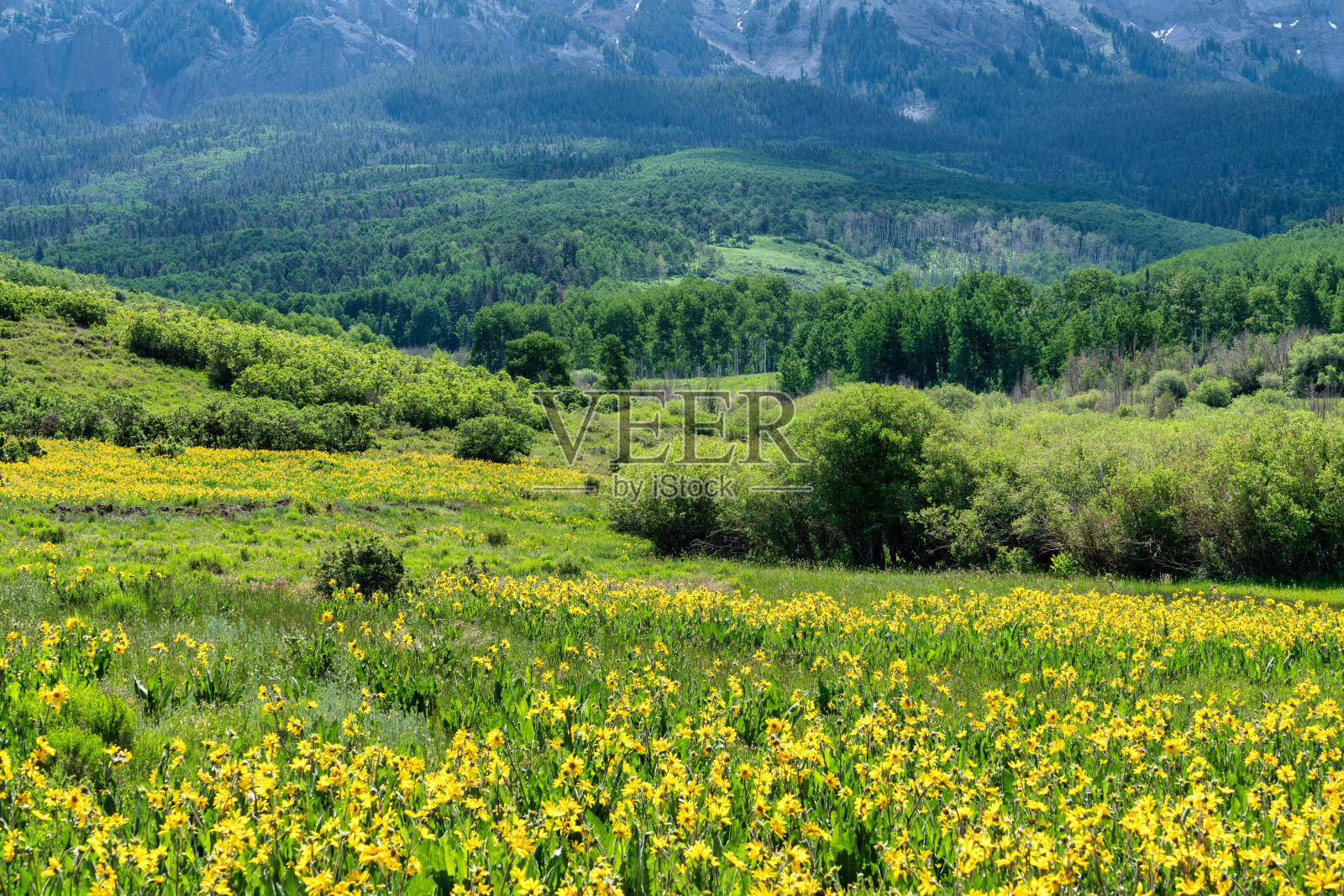 科罗拉多山区的野花照片摄影图片