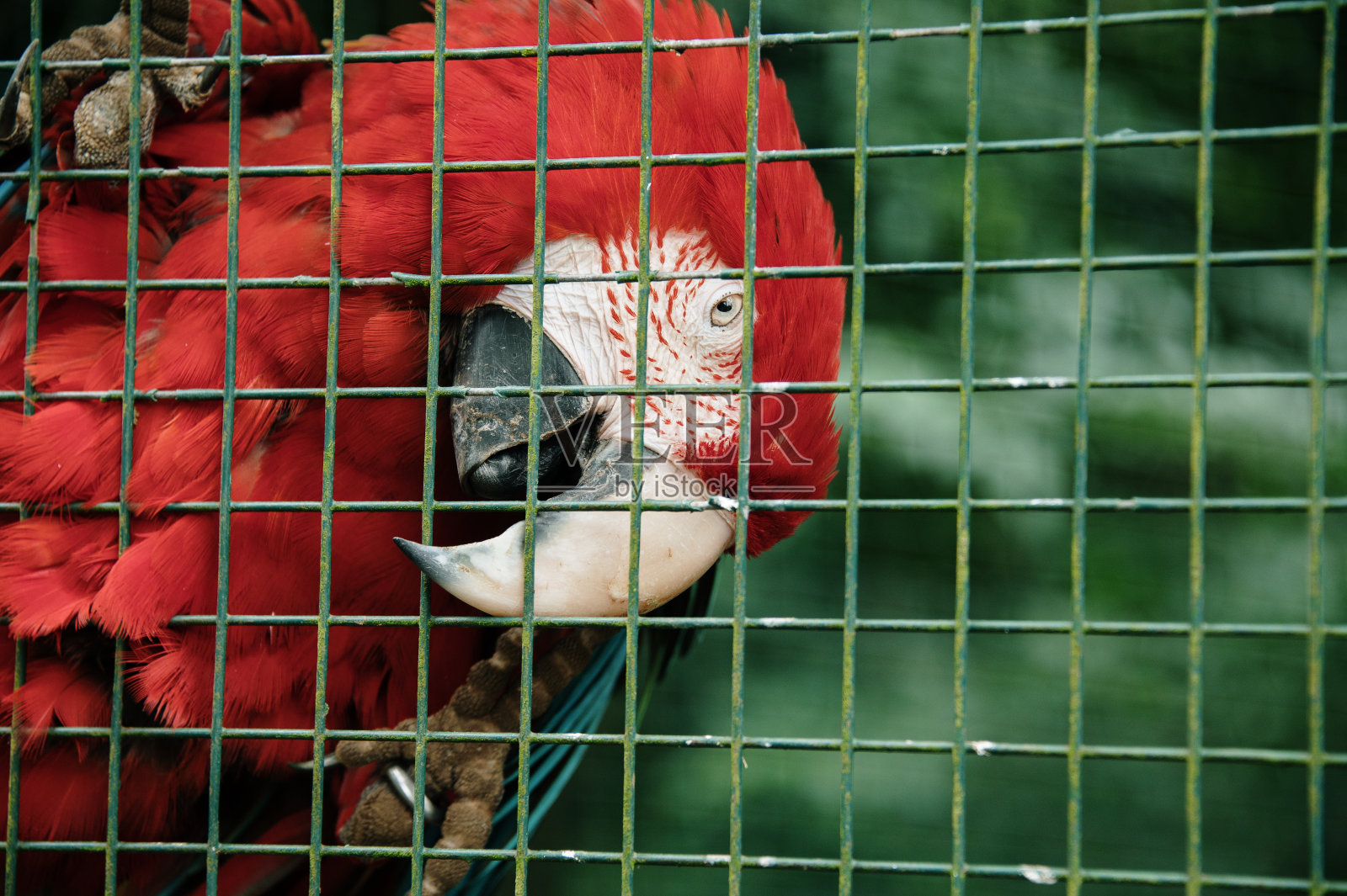 猩红色金刚鹦鹉(澳门)鹦鹉照片摄影图片