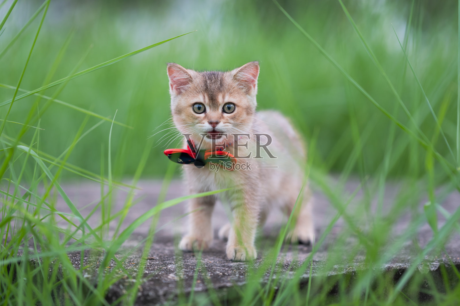 小猫打着领结在草地上玩耍照片摄影图片