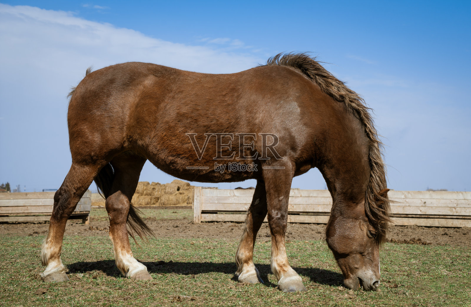 美丽的马在一个阳光灿烂的日子在田野里照片摄影图片