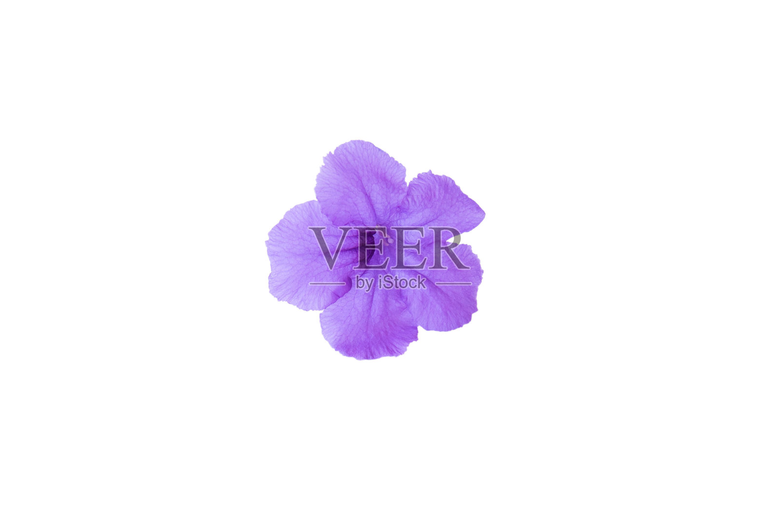 紫色花孤立在白色背景上。照片摄影图片