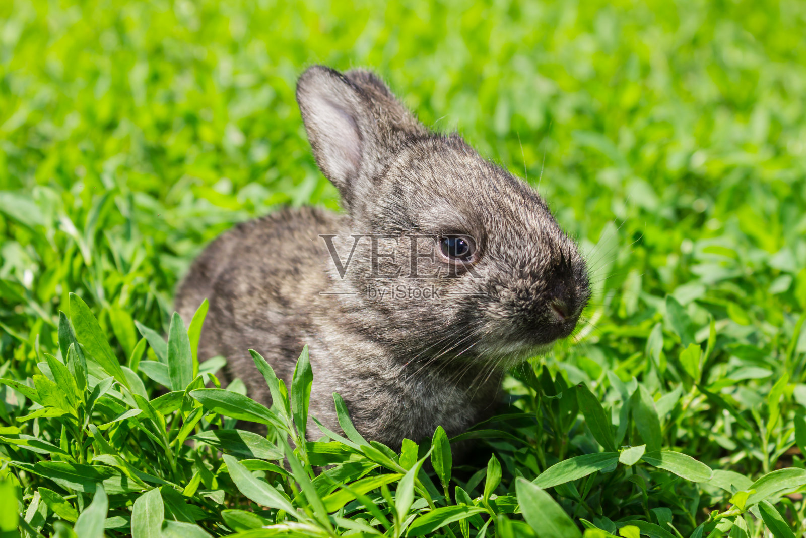 小灰兔在绿色的草坪上照片摄影图片