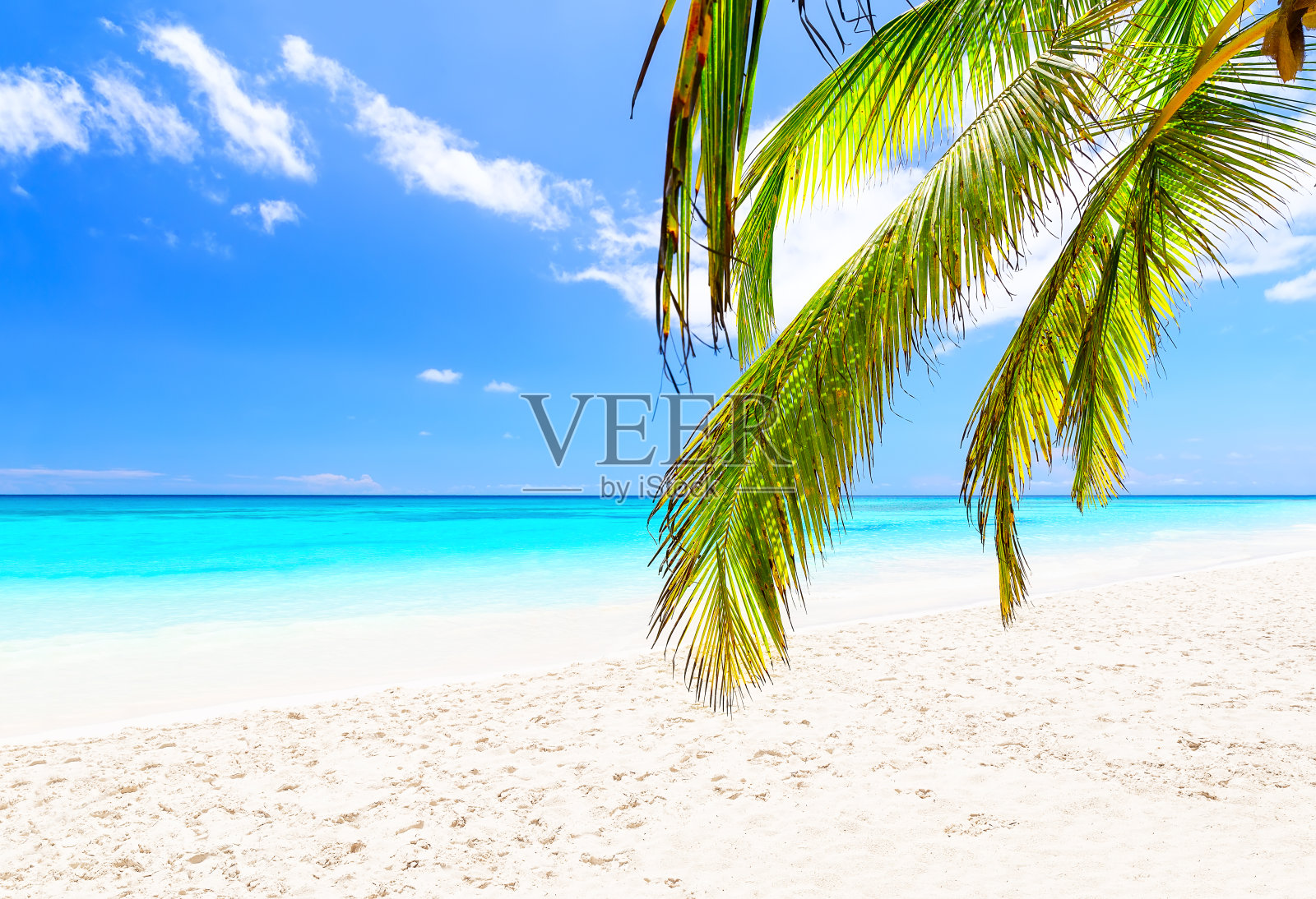 在多米尼加共和国的蓬塔卡纳，椰子树的叶子映衬着蓝天和美丽的海滩。照片摄影图片