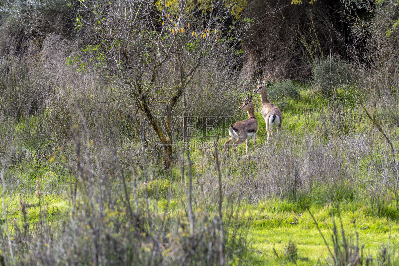 大草原上植物之间的gerenuk照片摄影图片