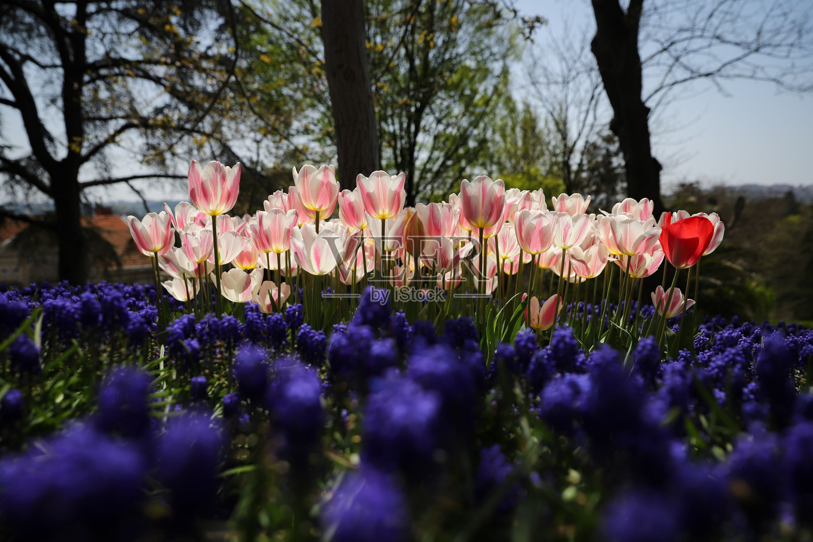 美丽多彩的郁金香花园照片摄影图片