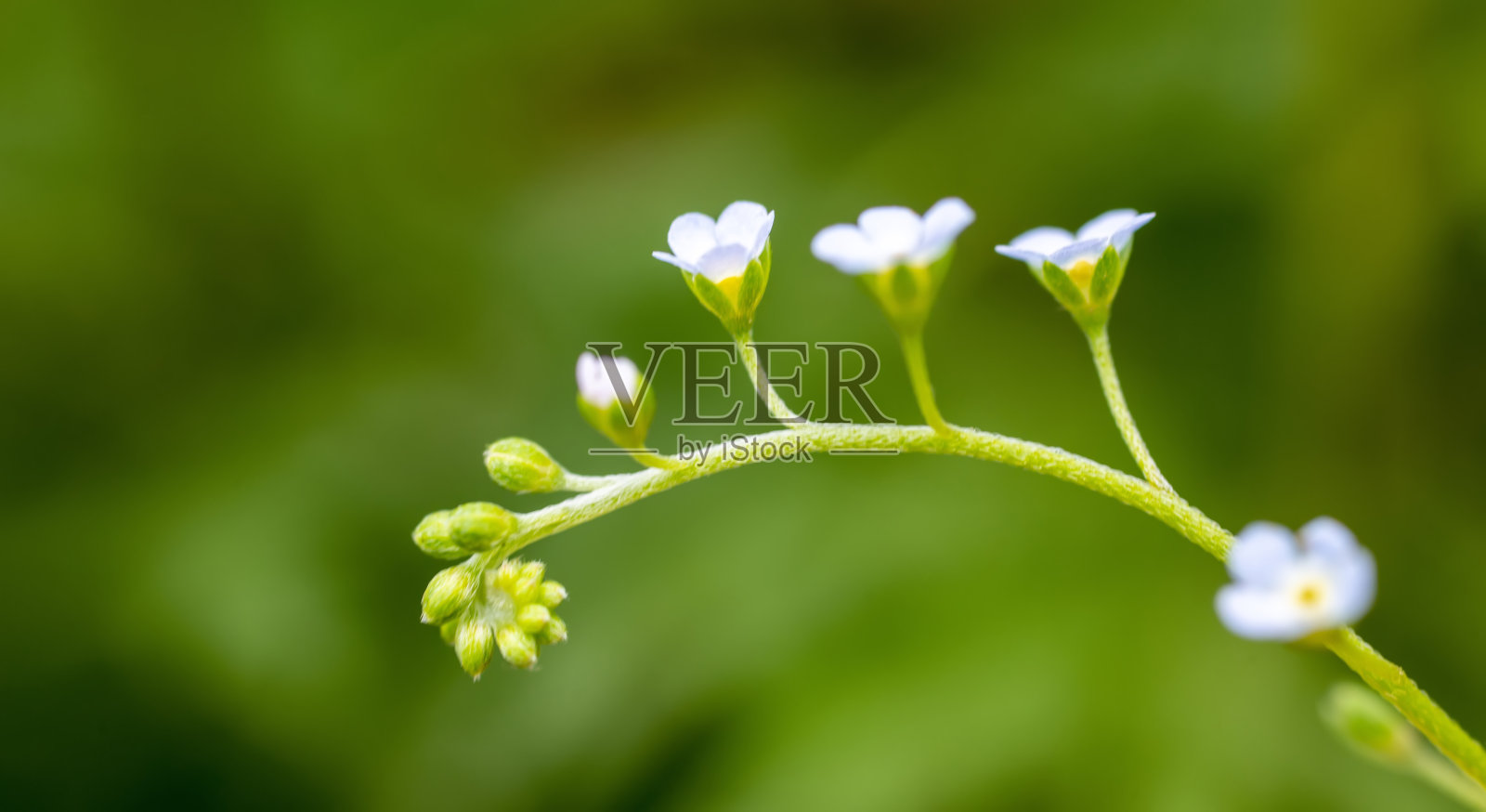 花梗Trigonotis pediccularis开着小花照片摄影图片