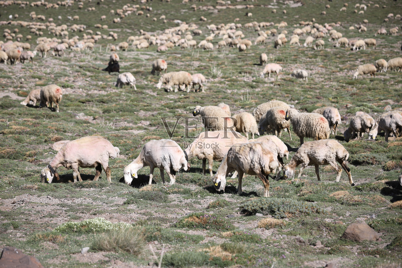 一群羊在牧场上吃草照片摄影图片