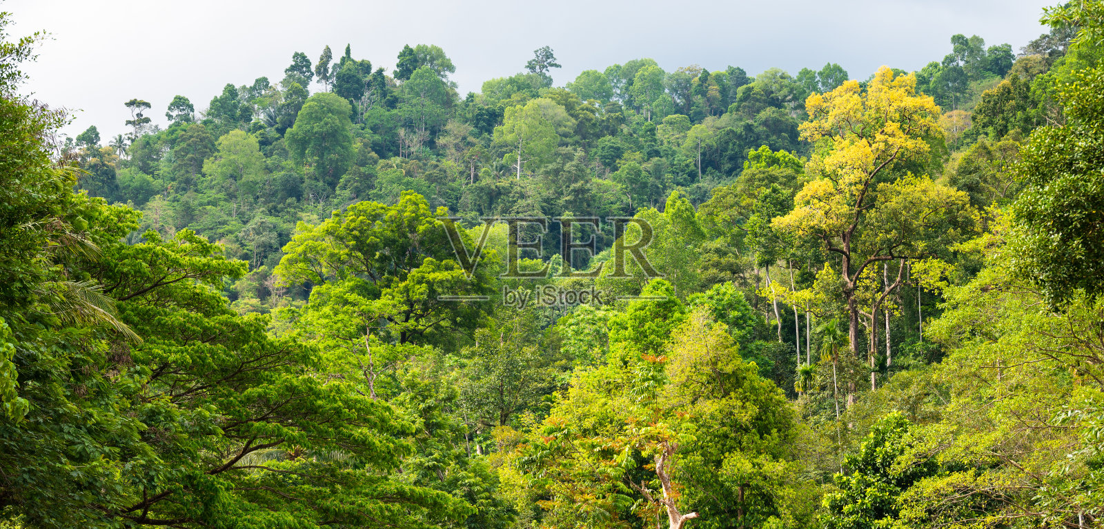 热带雨林树木自然背景照片摄影图片