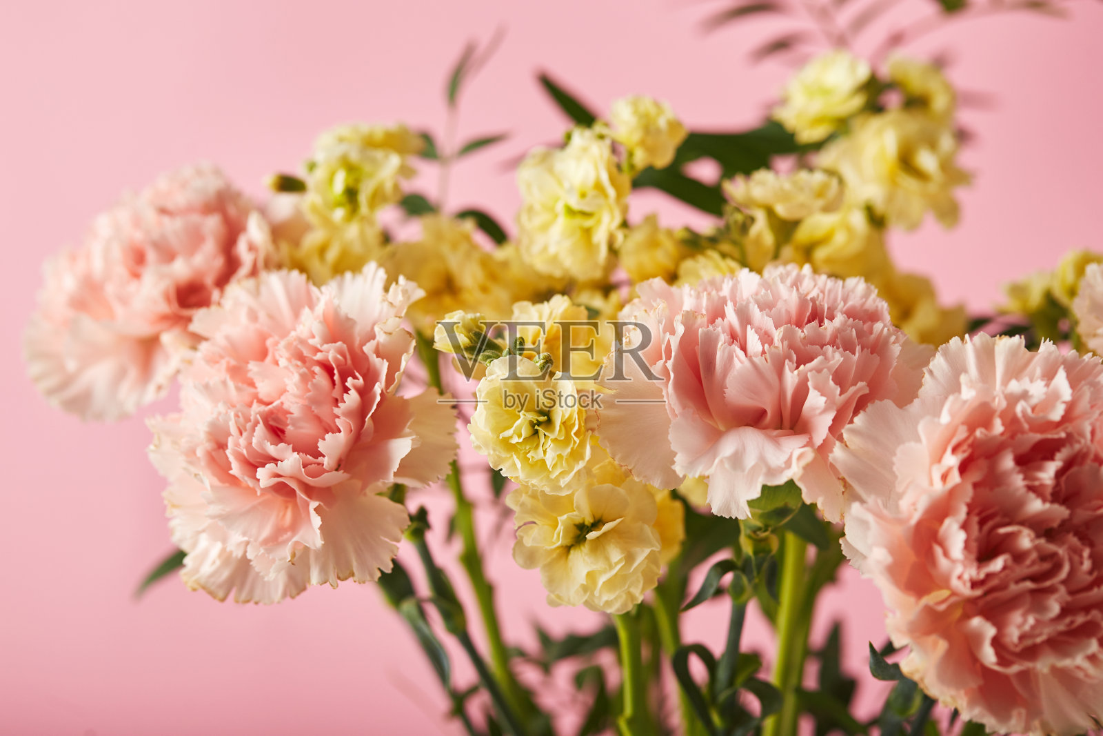 粉红色康乃馨和绿色枝条的黄色matthiola花束。粉红色背景上的康乃馨花束是节日问候的设计理念照片摄影图片