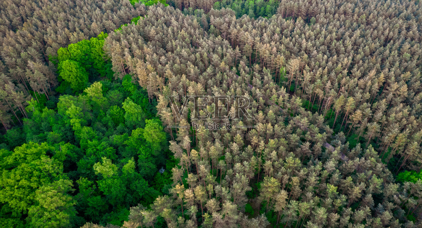 从顶部鸟瞰绿色森林。无人机摄影。照片摄影图片