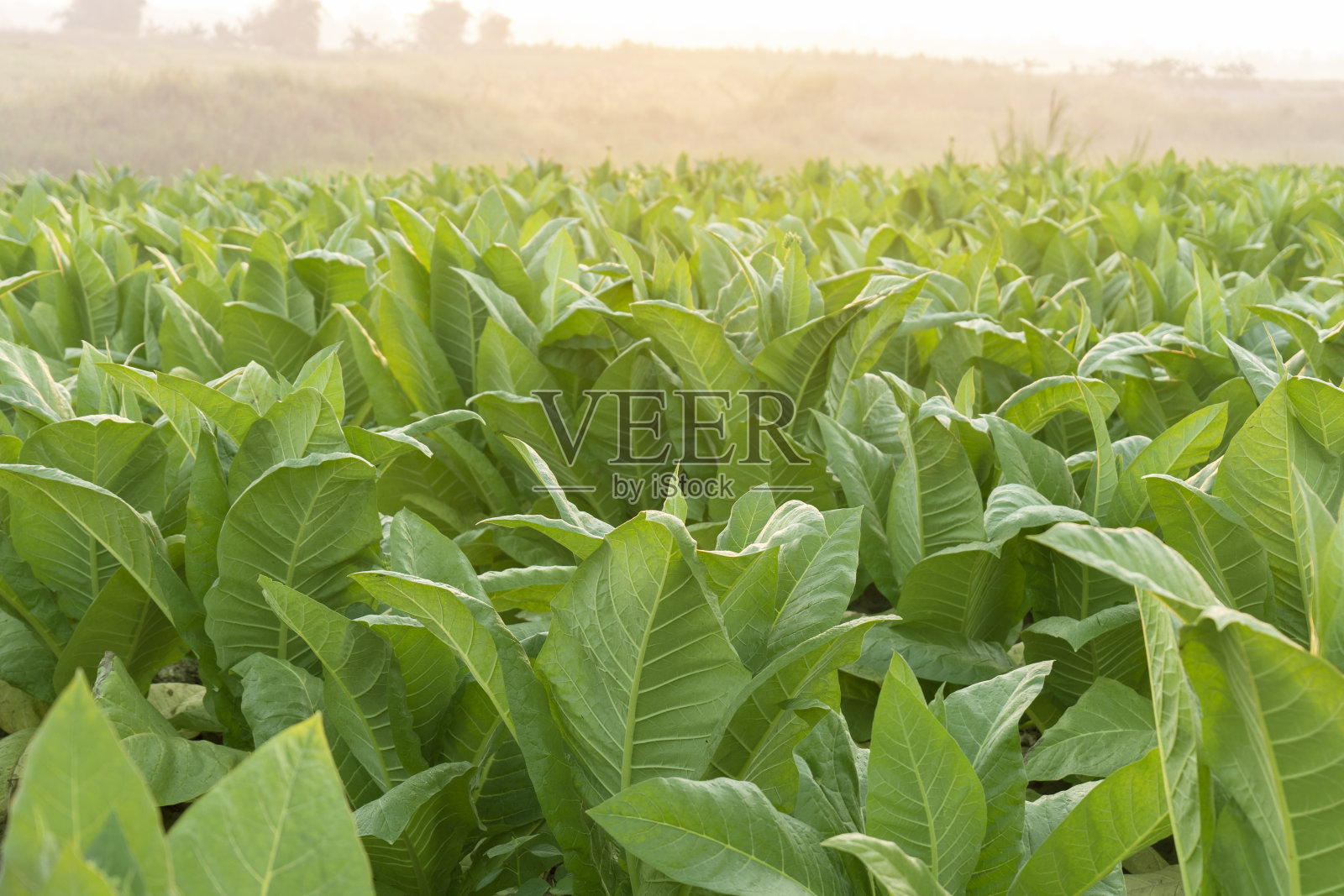 种植园烟草种植在农田里照片摄影图片