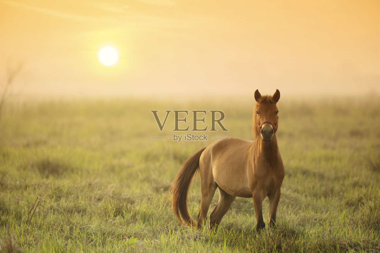在日出的清晨，马儿在绿色的田野里吃草照片摄影图片