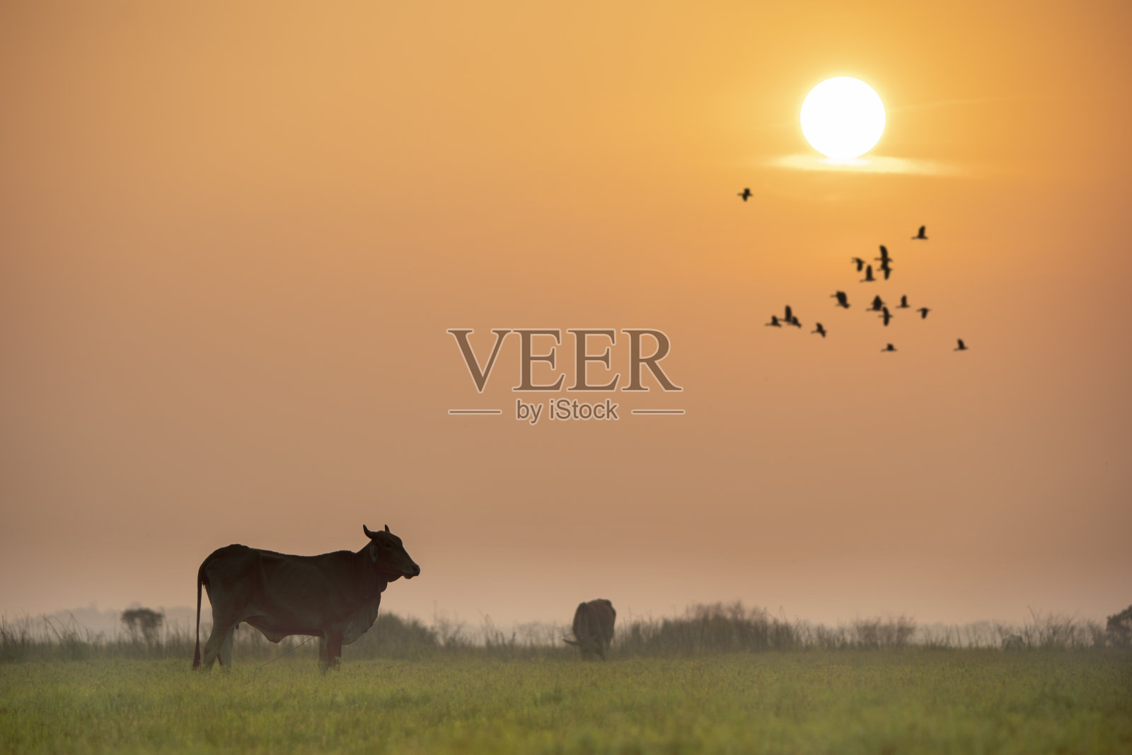 日出背景下，奶牛在田野上进食的剪影照片摄影图片