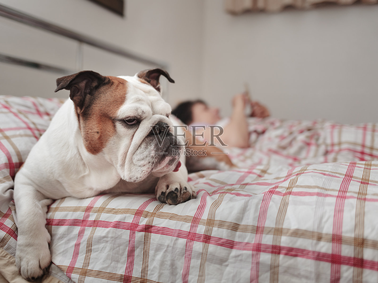 一只斗牛犬和她用智能手机的主人在床上照片摄影图片