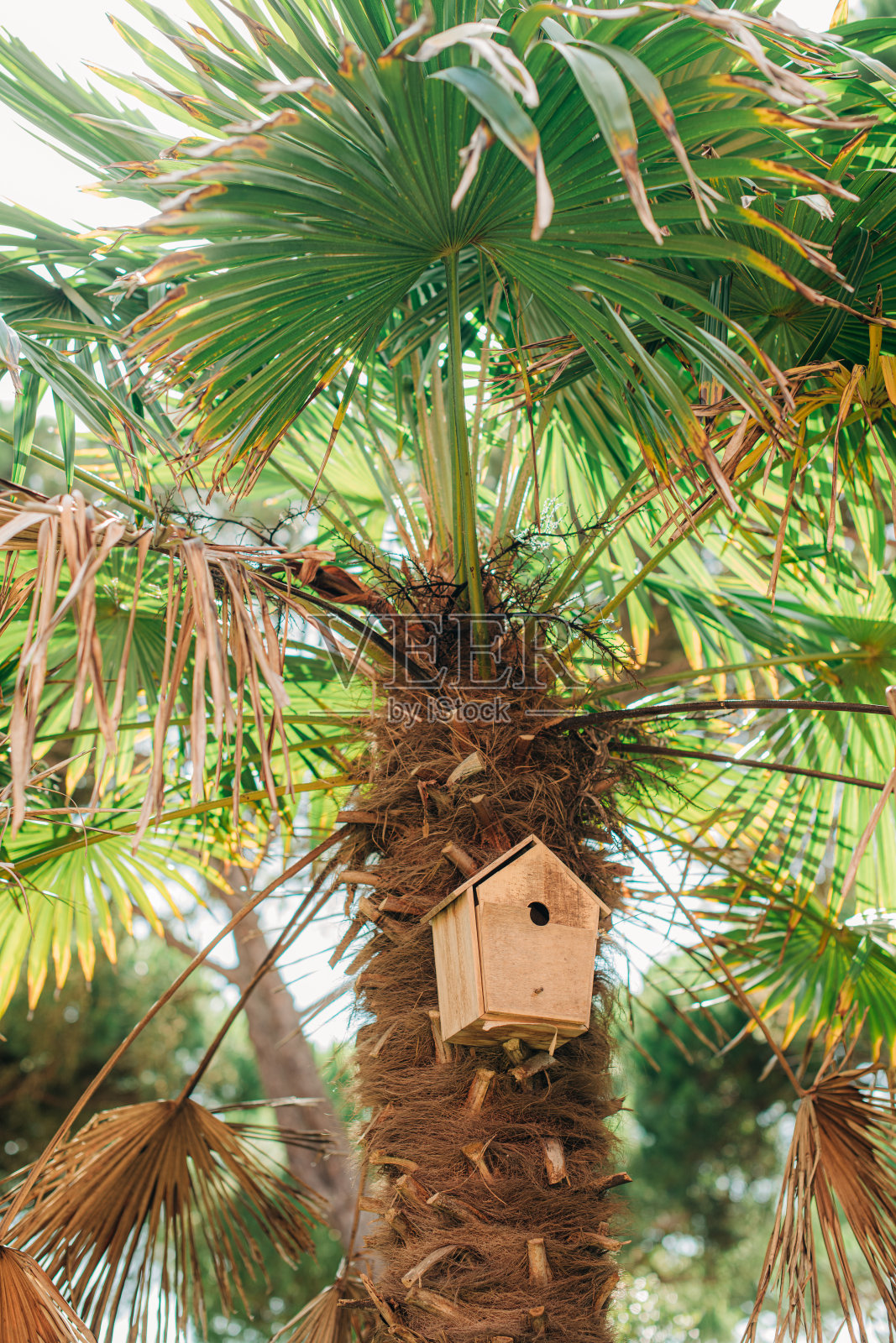 木制鸟笼悬挂在棕榈树上照片摄影图片