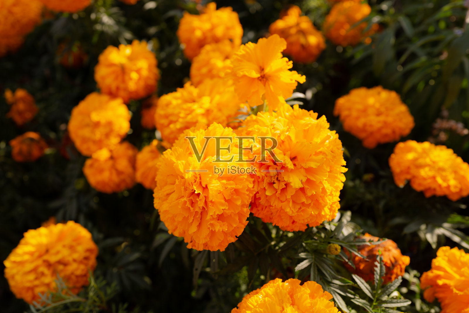 夏末，美丽的橙色金盏花在公共花园里盛开。照片摄影图片
